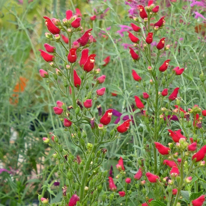 Shady Oasis Container Garden 6 Shady Oasis Container Garden - Image 5