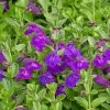 Dark Violet Skullcap (Scutellaria) -Outdoor Garden Care Shop scutellaria dark violet close up flower