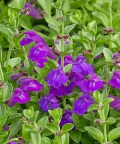 Dark Violet Skullcap (Scutellaria)
