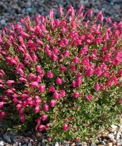 Cherry Skullcap (Scutellaria)