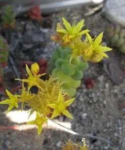 Old Man's Bones Sedum -Outdoor Garden Care Shop sedum globosum old mans bones flowers 1