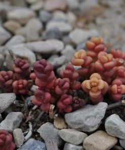 Old Man's Bones Sedum