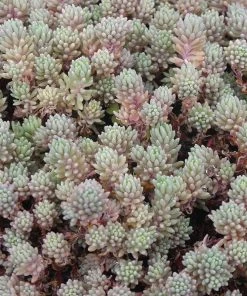 Succulent Groundcover Collection 9 Succulent Groundcover Collection -Outdoor Garden Care Shop sedum hispanicum creeping