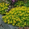 Orange Stonecrop -Outdoor Garden Care Shop sedum kamtschaticum 1