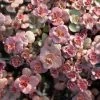 Voodoo Sedum 2 Voodoo Sedum -Outdoor Garden Care Shop sedum purium voo doo 001 720x720 72 rgb