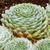 Cobweb Hens And Chicks 1 Cobweb Hens And Chicks -Outdoor Garden Care Shop sempervivum arachnoideum 3
