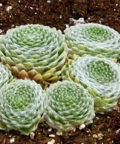 Succulent Groundcover Collection 11 Succulent Groundcover Collection -Outdoor Garden Care Shop sempervivum arachnoideum cobweb hens chicks