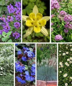 Serene Shade Pre-Planned Garden -Outdoor Garden Care Shop serene shade pre planned garden 10 19 23