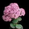 October Daphne Sedum -Outdoor Garden Care Shop shutterstock 41013100 october daphne sedum cropped
