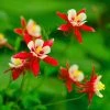 Red Hobbit Columbine 1 Red Hobbit Columbine -Outdoor Garden Care Shop shutterstock 42234346 aquilegia caerulea red hobbit 1