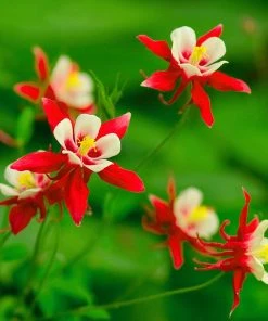 Red Hobbit Columbine