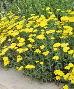Jumbo Waterwise Pre-Planned Garden -Outdoor Garden Care Shop shutterstock achillea moonshine yarrow cropped