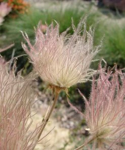 Apache Plume (Fallugia) -Outdoor Garden Care Shop shutterstock apache plume fallugia paradoxa 1 cropped