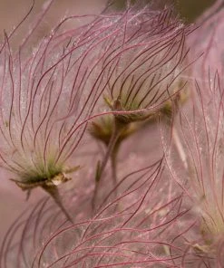 Apache Plume (Fallugia) -Outdoor Garden Care Shop shutterstock apache plume fallugia paradoxa 2 cropped