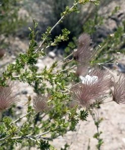 Apache Plume (Fallugia) -Outdoor Garden Care Shop shutterstock apache plume fallugia paradoxa 3 cropped
