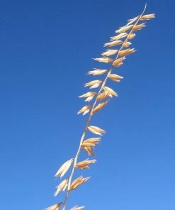Western Trails Native Grass Seed Mix 17 Western Trails Native Grass Seed Mix -Outdoor Garden Care Shop sideoats grama cropped 2