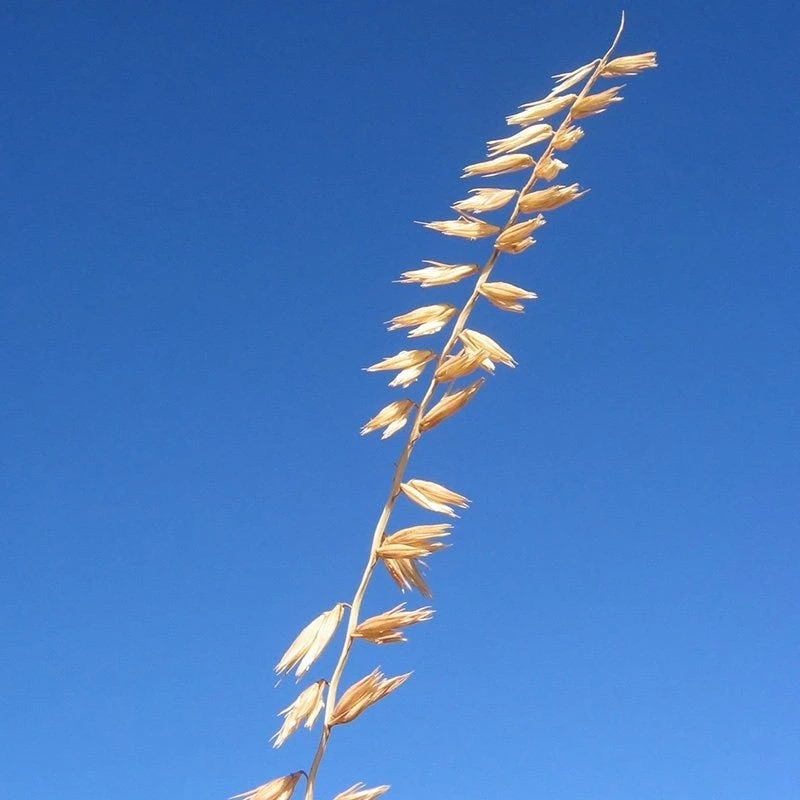 Western Trails Native Grass Seed Mix 10 Western Trails Native Grass Seed Mix - Image 8