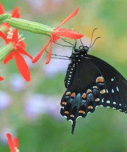 Royal Catchfly (Silene) 6 Royal Catchfly (Silene) -Outdoor Garden Care Shop silene regia royal catchfly black swallowtail butterfly 1