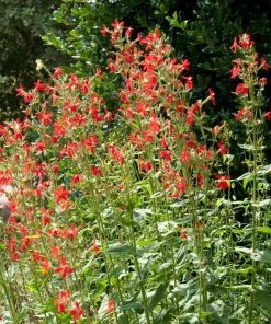 Royal Catchfly (Silene) 7 Royal Catchfly (Silene) -Outdoor Garden Care Shop silene reiga royal catchfly full plant