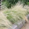Silky Thread Grass 2 Silky Thread Grass -Outdoor Garden Care Shop silky thread grass 1