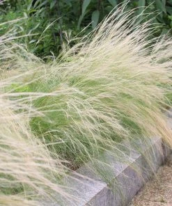 Silky Thread Grass