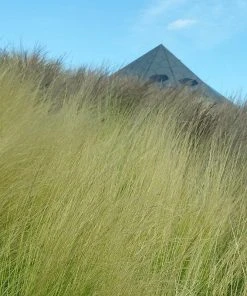 Silky Thread Grass -Outdoor Garden Care Shop silky thread grass 3