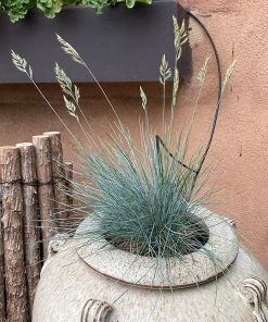 Siskiyou Blue Fescue Grass -Outdoor Garden Care Shop siskiyou blue fescue 2