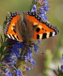 Blue Hyssop (Hyssopus) -Outdoor Garden Care Shop small tortoiseshell butterfly aglais urticae hyssop hyssopus 1