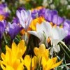Snow Crocus Mix -Outdoor Garden Care Shop snow crocus mix 1