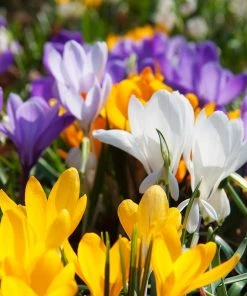 Snow Crocus Mix