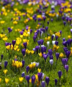 Snow Crocus Mix -Outdoor Garden Care Shop snow crocus mix lawn
