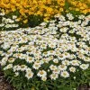 Snowcap Shasta Daisy 2 Snowcap Shasta Daisy -Outdoor Garden Care Shop snowcap shasta daisy 1