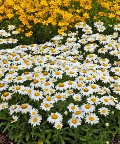 Snowcap Shasta Daisy