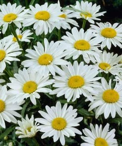 Snowcap Shasta Daisy -Outdoor Garden Care Shop snowcap shasta daisy 3
