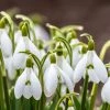 Snowdrops 2 Snowdrops -Outdoor Garden Care Shop snowdrops green white 530249788 cropped