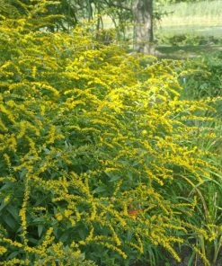 Summer Dreams Pre-Planned Garden -Outdoor Garden Care Shop solidago fireworks cropped 2