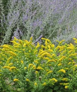 Summer Showstopper Pre-Planned Garden -Outdoor Garden Care Shop solidago golden fleece perovskia atriplicifolia cropped