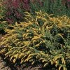 Golden Fleece Goldenrod (Solidago) -Outdoor Garden Care Shop solidago sphacelata golden fleece 91928 web 1 2