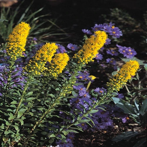 Golden Torch Goldenrod (Wichita Mountains Solidago) 4 Golden Torch Goldenrod (Wichita Mountains Solidago) - Image 2
