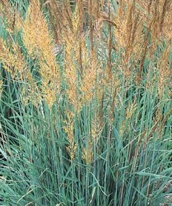 Outdoor Garden Care Shop 39 Llano Indian Grass