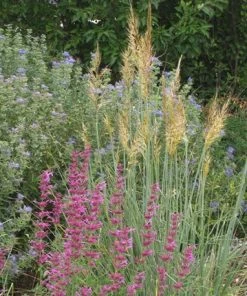 Outdoor Garden Care Shop -Outdoor Garden Care Shop sorghastrum nutans llano 2