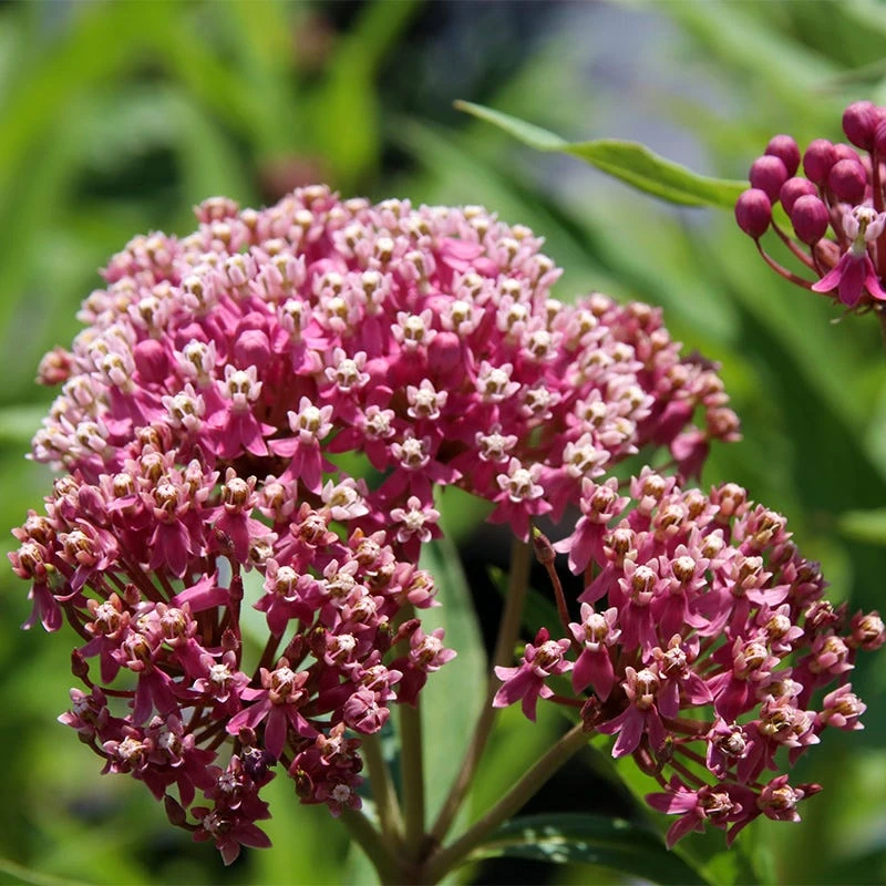Soulmate Swamp Milkweed 4 Soulmate Swamp Milkweed - Image 2