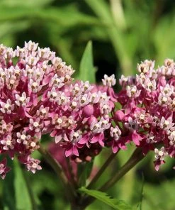 Soulmate Swamp Milkweed