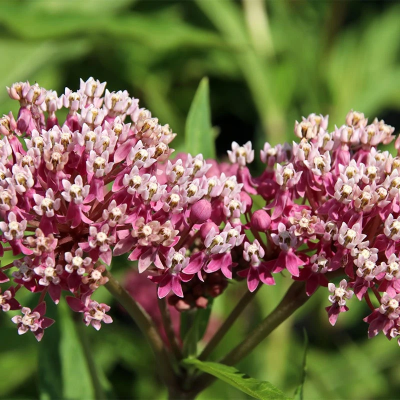 Soulmate Swamp Milkweed 3 Soulmate Swamp Milkweed