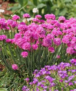 Splendens Armeria -Outdoor Garden Care Shop splendens sea thrift armeria maritima garden