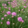 Splendens Armeria 1 Splendens Armeria -Outdoor Garden Care Shop splendens sea thrift armeria maritima splendens flowres