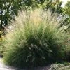 Windbreaker Giant Sacaton Grass 2 Windbreaker Giant Sacaton Grass -Outdoor Garden Care Shop sporobolus wrightii pat plant selecthayward1 cropped