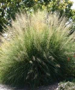 Windbreaker Giant Sacaton Grass