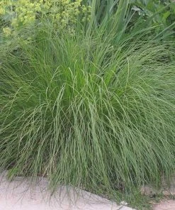 Prairie Dropseed Grass 9 Prairie Dropseed Grass -Outdoor Garden Care Shop sporobolus heterolipis foliage cropped
