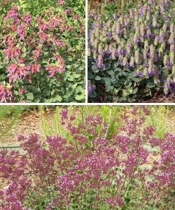 Bee Bonanza Ornamental Oregano Collection -Outdoor Garden Care Shop spring bee bonanza ornamental oregano perennial collection b